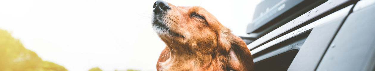A small brown dog sticks its head out the window of a moving car, sniffing the air and seeming content
