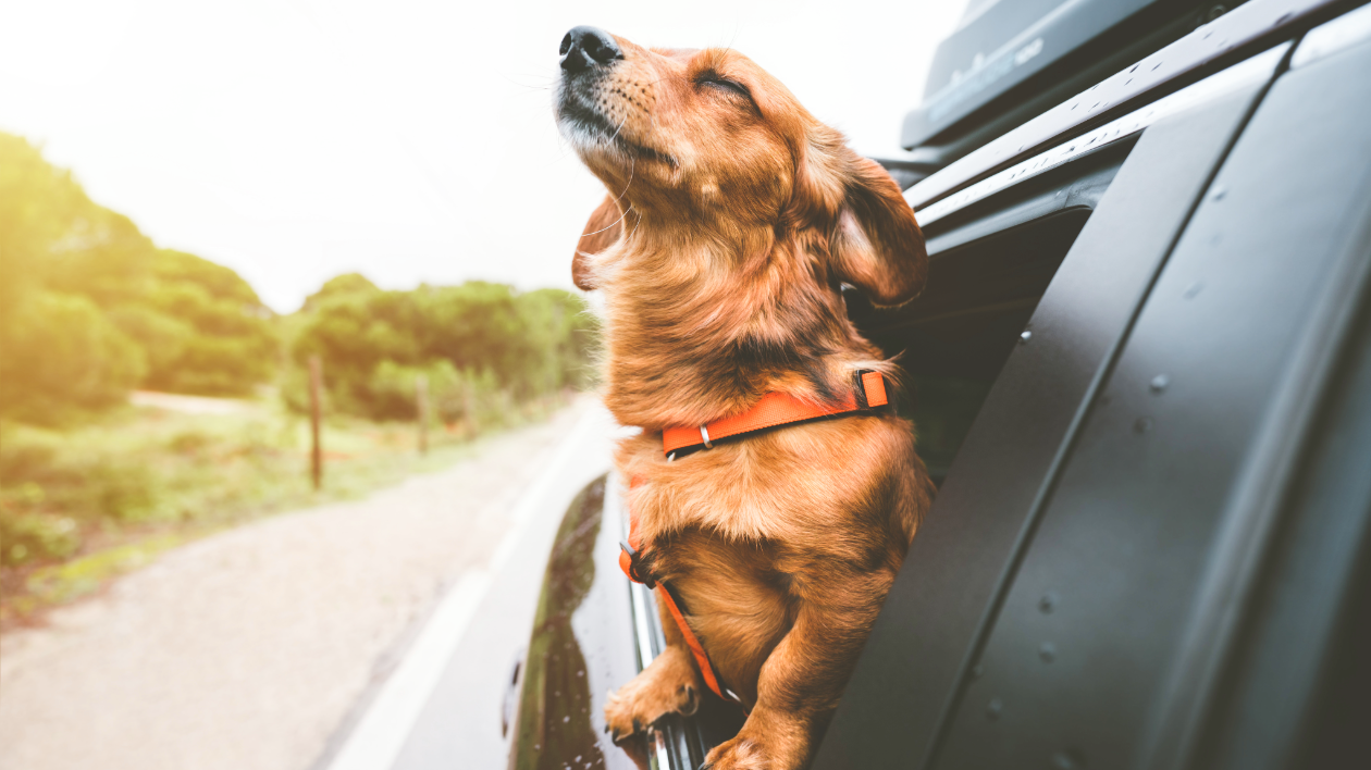 A small brown dog sticks its head out the window of a moving car, sniffing the air and seeming content